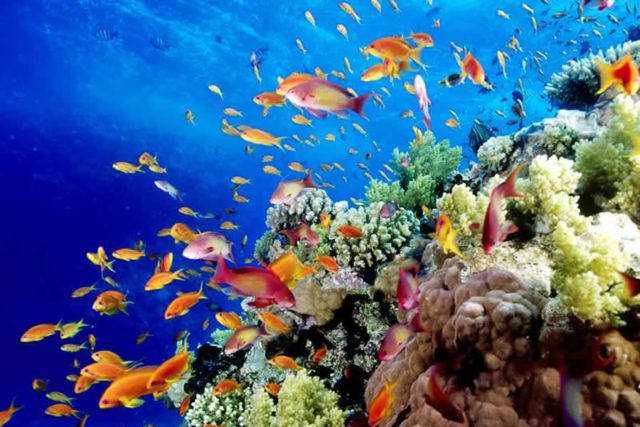 coral reef diving la hacienda what to do 900