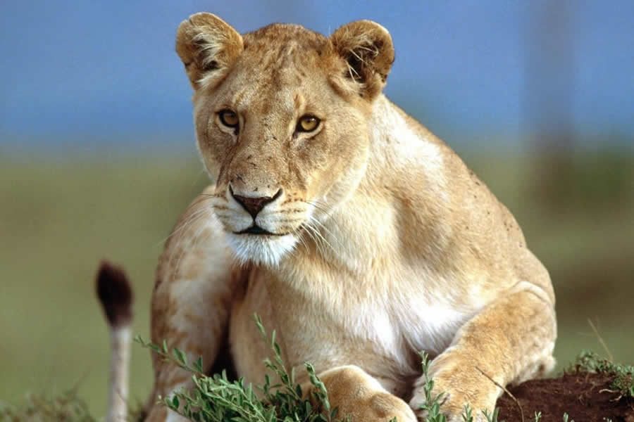 hluhluwe game reserve la hacienda what to do 900