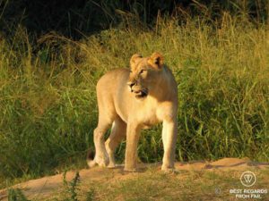 la hacienda self catering salt rock hluhluwe game reserve lioness 2 900a