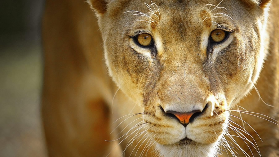 la hacienda self catering salt rock hluhluwe game reserve lioness 900